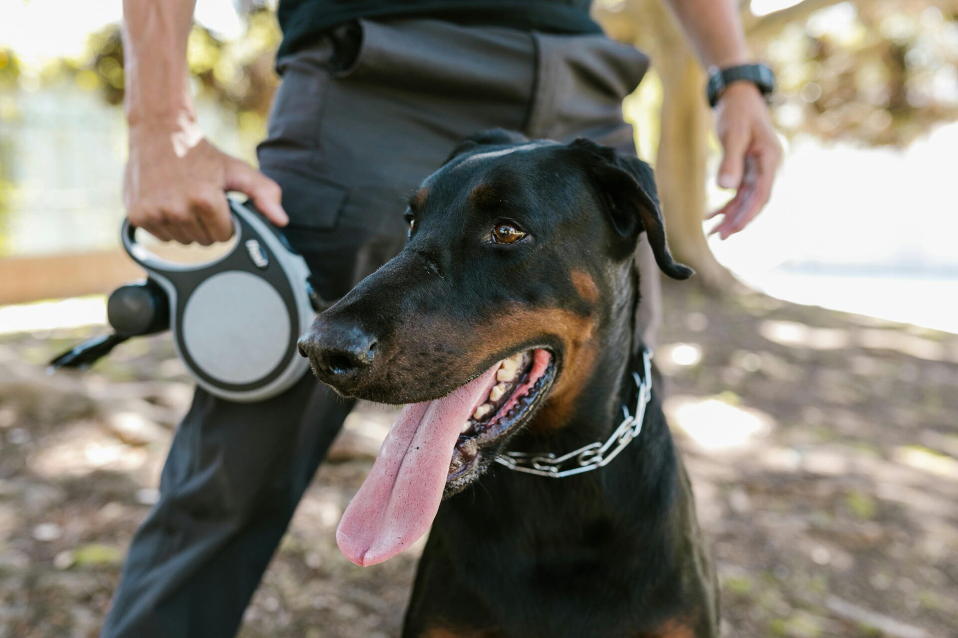 Services 2 A doberman on a leash outdoors with owner's hand visible, showcasing pet companionship.
